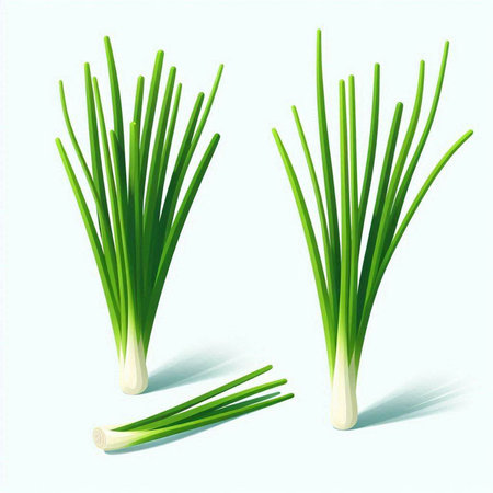 Spring onion isolated on white background. Vector illustration. Eps 10.のイラスト素材