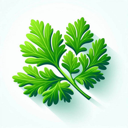 Parsley leaves isolated on white background. Vector Illustration.のイラスト素材