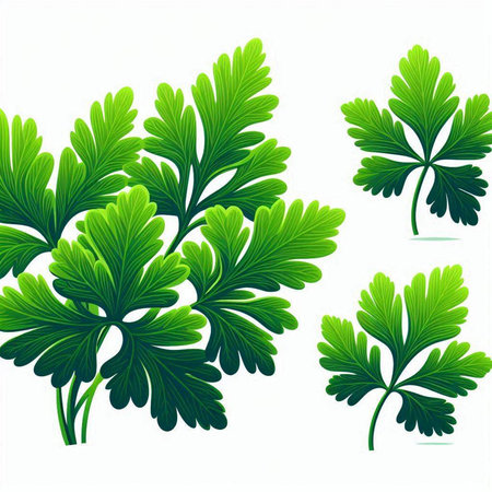 Parsley leaves isolated on a white background. Vector illustration.のイラスト素材