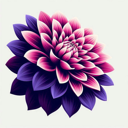Beautiful purple dahlia flower on white background. Vector illustration.のイラスト素材