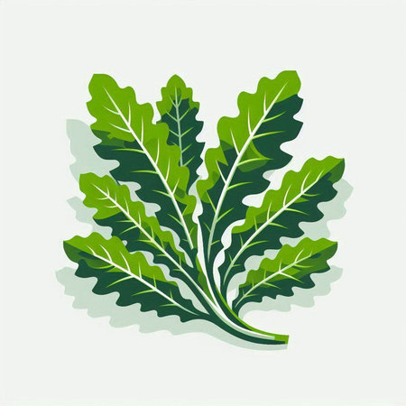 Arugula leaves isolated on white background. Vector illustration. Eps 10.のイラスト素材