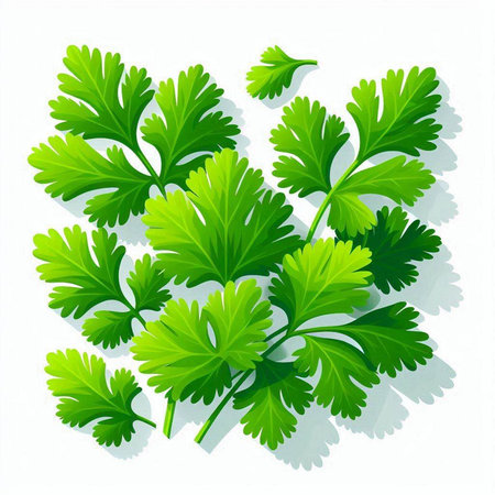 Parsley leaves isolated on white background. Realistic vector illustration.のイラスト素材