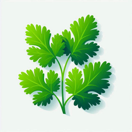 Fresh parsley on a white background. Vector illustration of parsley.のイラスト素材