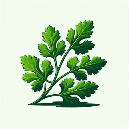Parsley. Vector illustration. Isolated on white background.のイラスト素材