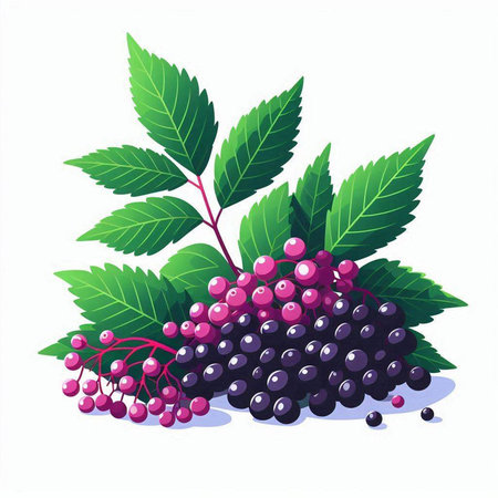 Elderberry berries with leaves isolated on white background. Vector illustration.のイラスト素材