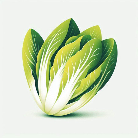 Illustration of fresh green chinese cabbage on a white background.