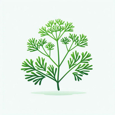Dill. Vector illustration of a fresh green dill on a white background.のイラスト素材
