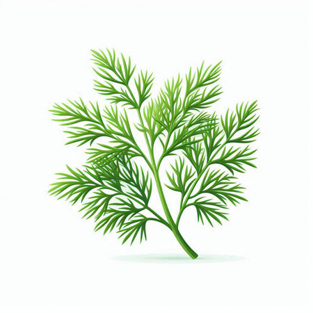 Dill isolated on white background. Vector illustration. Eps 10.のイラスト素材