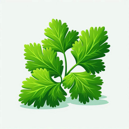 Parsley isolated on white background. Vector illustration. Eps 10.のイラスト素材