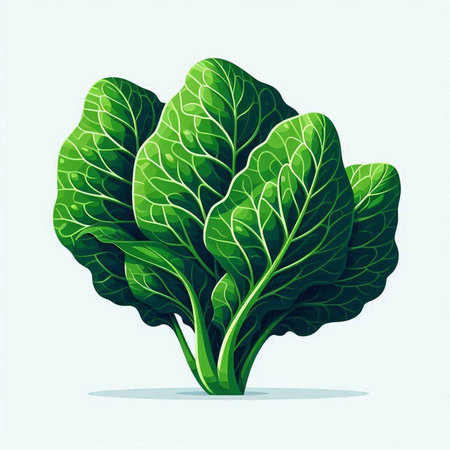 Vegetable, Vector Illustration of Fresh Green Lettuce