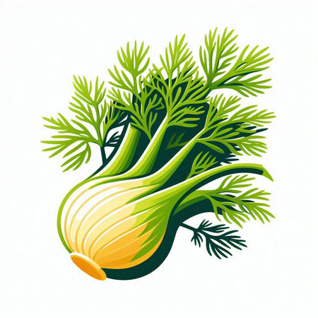 Illustration of fresh fennel with green leaves on white backgroundのイラスト素材