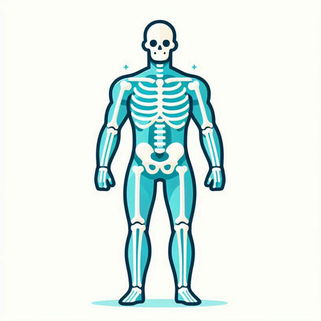 Human Skeleton Anatomy Vector Illustration. Human Skeleton Body Anatomyのイラスト素材