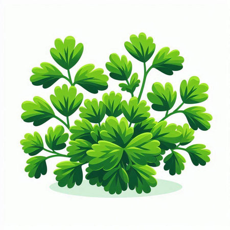 Illustration of a bunch of green parsley on a white backgroundのイラスト素材