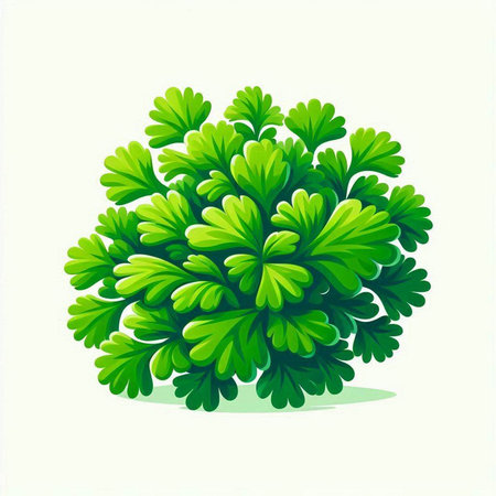 Illustration of a green parsley plant isolated on a white backgroundのイラスト素材