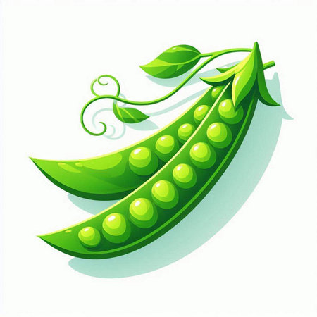 Illustration of fresh green peas with leaves on a white background.のイラスト素材