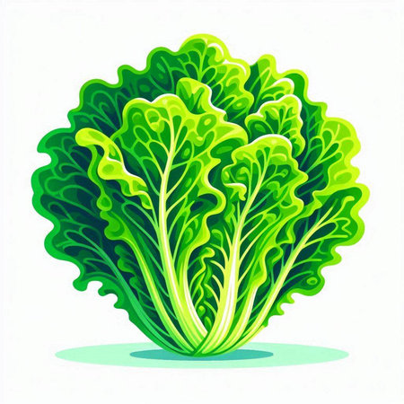 Lettuce. Vector illustration. Isolated on white background.のイラスト素材