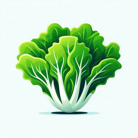 Illustration of a fresh green lettuce isolated on a white background.のイラスト素材