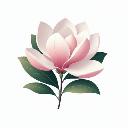 Magnolia flower isolated on white background. Hand drawn vector illustration.のイラスト素材