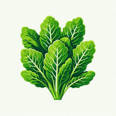 Spinach leaves isolated on a white background. Vector illustration.