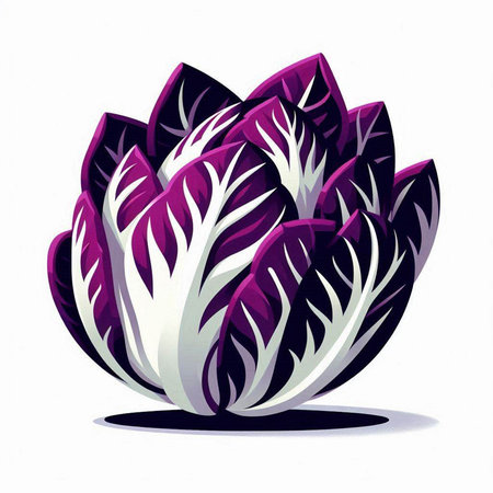 Purple Chinese cabbage isolated on a white background. Vector illustration.