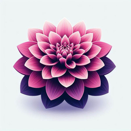 Beautiful pink dahlia flower on white background. Vector illustration.のイラスト素材