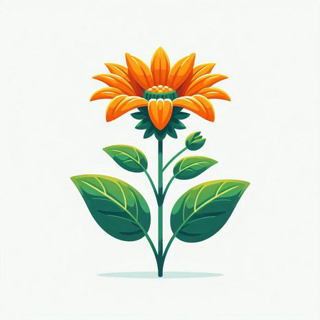 Illustration of orange sunflower on white background. Vector illustration.のイラスト素材