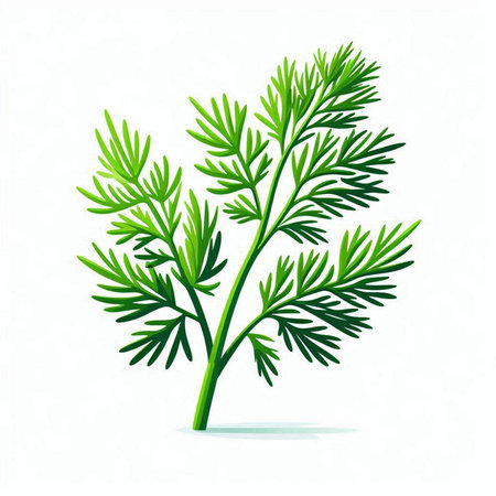 Green dill isolated on white background. Vector illustration. Eps 10.のイラスト素材