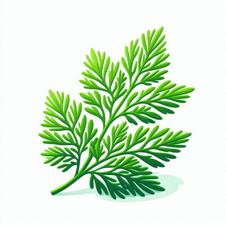 Dill leaves on a white background. Vector illustration for your designのイラスト素材