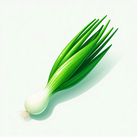 Illustration of fresh green onion on white background. Vector illustration.のイラスト素材