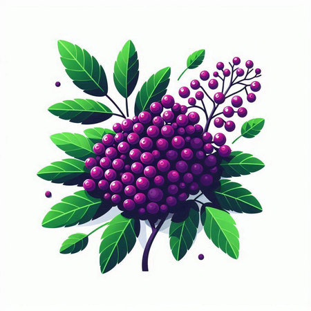 Vector illustration of a bunch of ripe rowan berries with green leaves.のイラスト素材