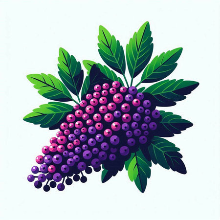 Bunch of rowan berries with green leaves. Vector illustration.