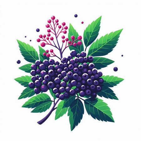 Bunch of black elderberry with green leaves. Vector illustration.のイラスト素材