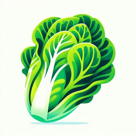 Illustration of a fresh green chinese cabbage on a white backgroundのイラスト素材