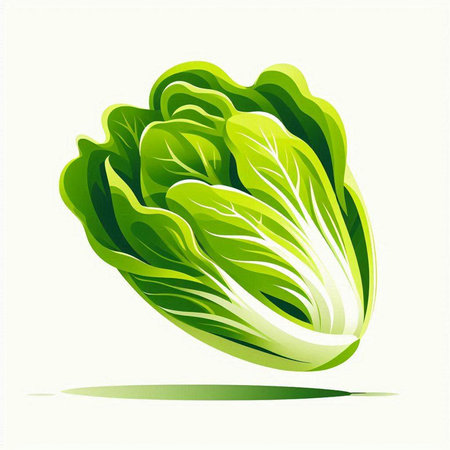Illustration of a fresh chinese cabbage on a white background.のイラスト素材