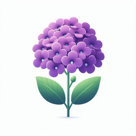 Purple hydrangea flowers on white background. Vector illustration.のイラスト素材