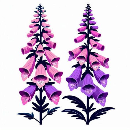 Digitalis purpurea flowers vector illustration isolated on white background.のイラスト素材
