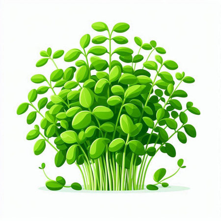 Microgreens. Vector illustration of fresh green microgreens.のイラスト素材