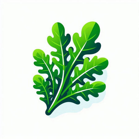 Fresh arugula leaves isolated on white background. Vector illustration.のイラスト素材