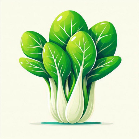 Bok choy vector illustration. Fresh bok choy vegetableのイラスト素材