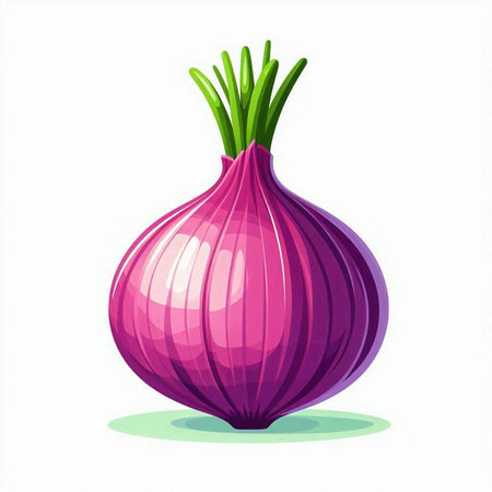 Illustration of a red onion on a white background. Vector illustrationのイラスト素材