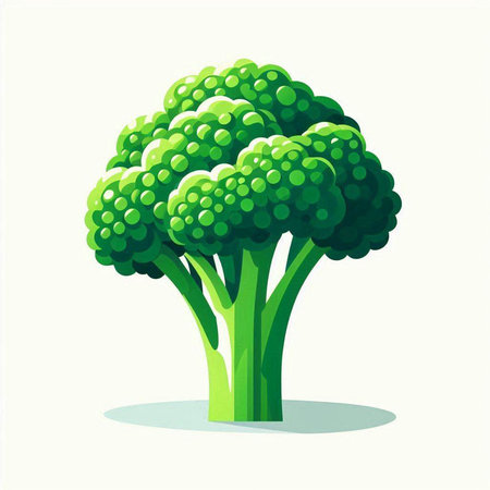 Broccoli isolated on white background. Vector illustration. Eps 10.のイラスト素材
