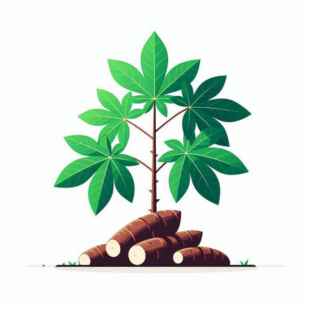 Cassava tree isolated on white background. Vector illustration. Eps 10.のイラスト素材