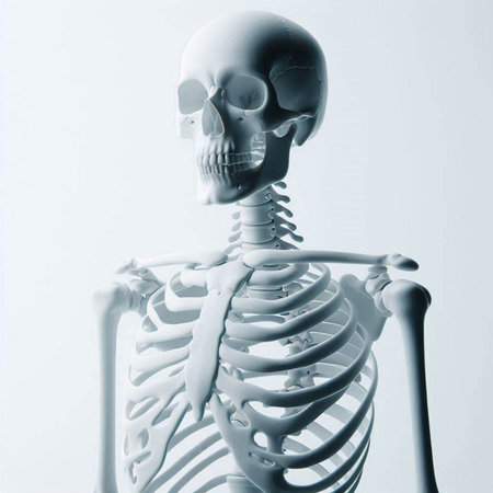 3d rendered illustration of the human skeleton - back and side viewのイラスト素材