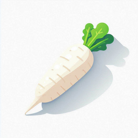 Daikon radish with shadow on white background. Vector illustration.のイラスト素材