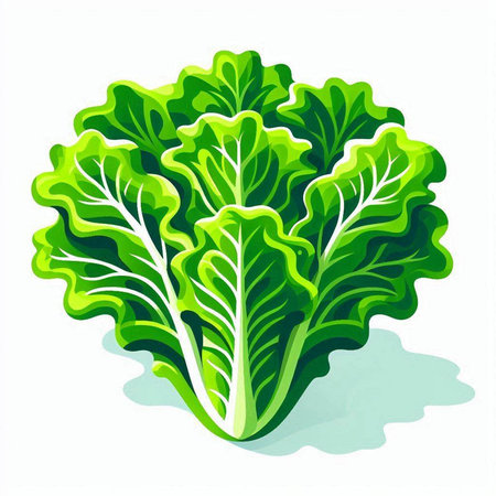 Illustration of fresh green lettuce on white background. Vector illustration.のイラスト素材