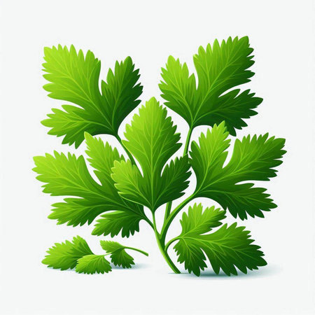 Parsley. Vector illustration. Isolated on white background.のイラスト素材