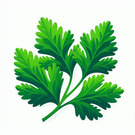 Parsley leaves isolated on a white background. Vector illustration.のイラスト素材