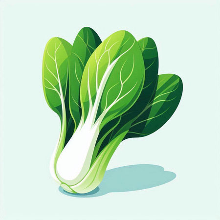 Bok choy vegetable vector illustration isolated on white background. Healthy vegetarian food.のイラスト素材