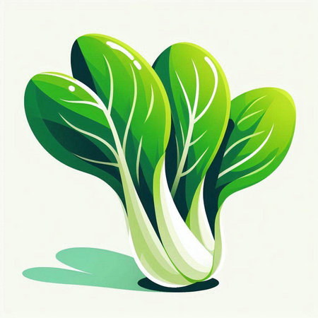 Bok choy, fresh chinese cabbage, vector illustration.のイラスト素材