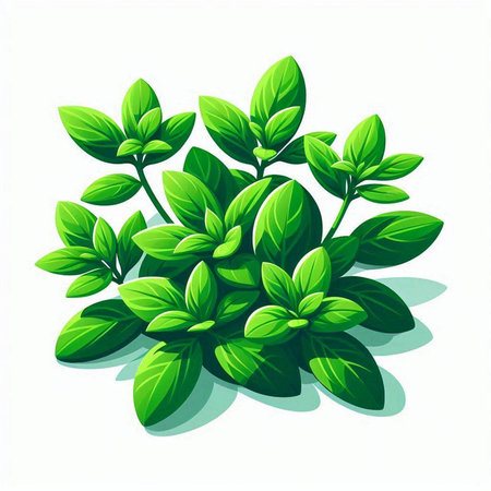 Fresh oregano leaves on a white background. Vector illustration.のイラスト素材